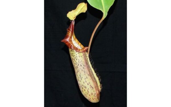 3519-600x375 Nepenthes platychila x robcantleyi BE3946