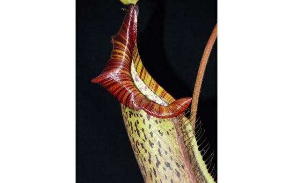 3520-600x375 Nepenthes platychila x robcantleyi BE3946