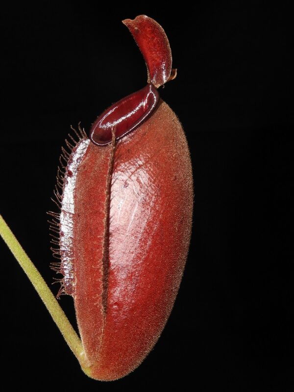Borneo Exotics Nepenthes ampullaria x aristolochioides