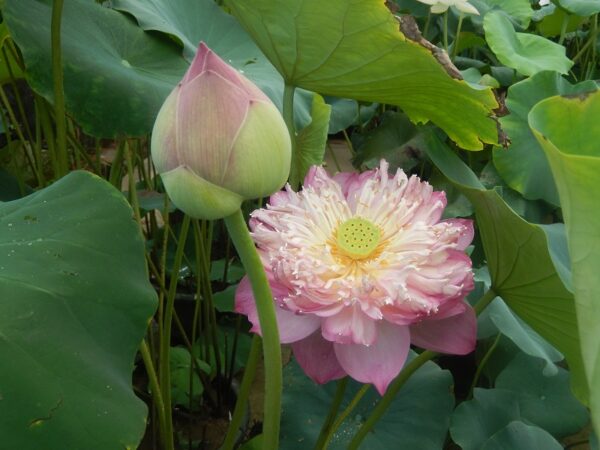 528¦¦8-F-÷-1b-600x450 Peak of Pink Lotus - All Ship Spring