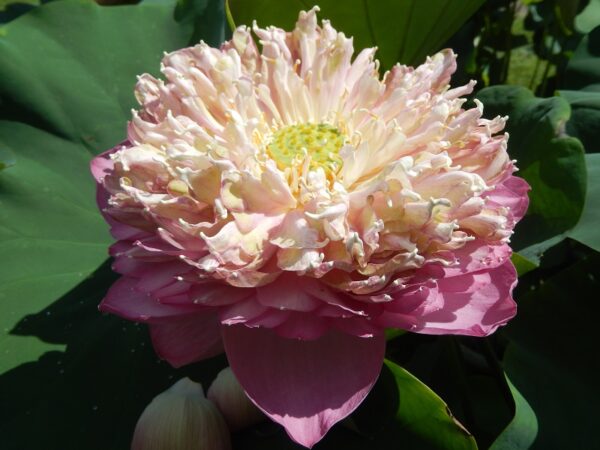528¦¦8-F-÷-2b-600x450 Peak of Pink Lotus - All Ship Spring