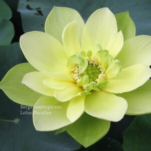 536-金陵凝翠-A1-e1584845120473-300x300 Jade in Jinling Lotus - Only availalbe at Lotus Paradise ( All ship in spring 2024)