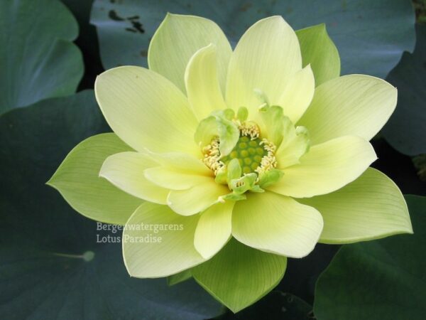536-金陵凝翠-A1-e1584845120473-600x450 Jade in Jinling Lotus - Only availalbe at Lotus Paradise ( All ship in spring 2024)
