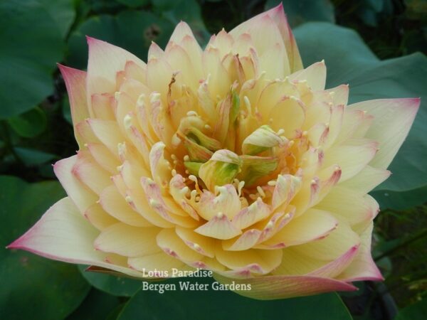 542-F-F-¦-1b-1-600x450 Brilliant Sunset Lotus- One of excellent versicolor!!!!