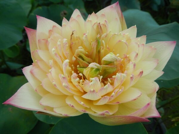 542-F-F-¦-1b-600x450 Brilliant Sunset Lotus- One of excellent versicolor!!!!