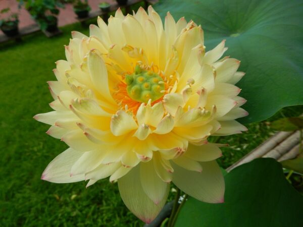 542-F-F-¦-2b-600x450 Brilliant Sunset Lotus- One of excellent versicolor!!!!