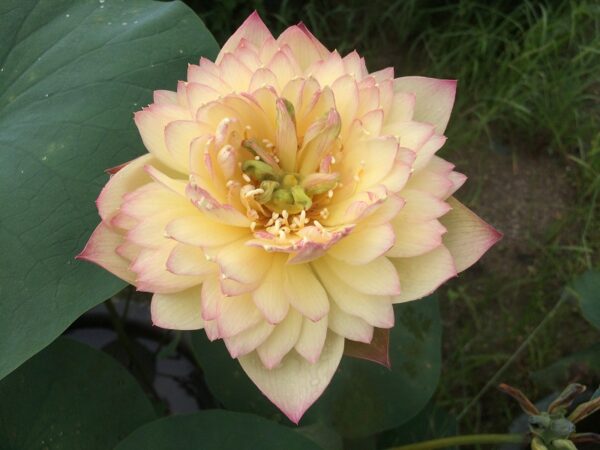 542-F-F-¦-3b-1-600x450 Brilliant Sunset Lotus- One of excellent versicolor!!!!