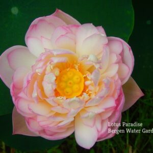 55-1金陵女神-1a-300x300 Goddess in Jinling Lotus- Excellent Blooming ( All ship in spring 2024)