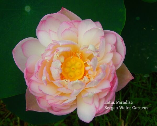 55-1金陵女神-1a-600x481 Goddess in Jinling Lotus- Excellent Blooming ( All ship in spring 2024)