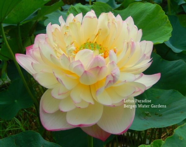 55金陵女神-2a-600x475 Goddess in Jinling Lotus- Excellent Blooming ( All ship in spring 2024)