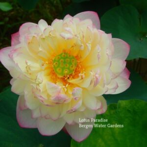 55金陵女神-8a-300x300 Goddess in Jinling Lotus- Excellent Blooming ( All ship in spring 2024)