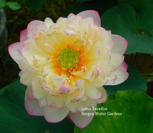 55金陵女神-8a-600x523 Goddess in Jinling Lotus- Excellent Blooming ( All ship in spring 2024)
