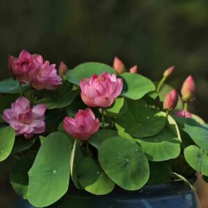5ac689eddbd7e06b50b1d0db585fe3ef-300x300 38-Qian- Yunshang Lotus - WINNER!!!!! Excellent Blooming ( New Micro Lotus for 2024)