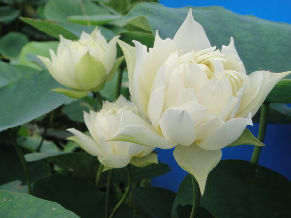 615香雪海a-600x450 Snow-white Fragrant Sea Lotus - One of Best Sellers