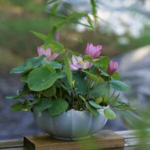 65750e4ce44a440475005a672d571aab-300x300 40- Qian- Zhuying Lotus - Tea Cup Micro Lotus!! Excellent Blooming ( New Micro Lotus for 2024)