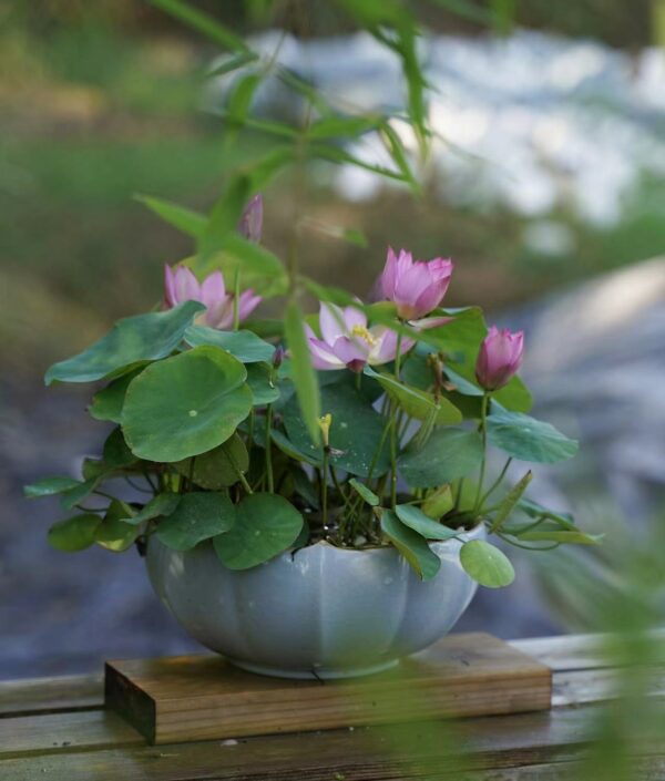 65750e4ce44a440475005a672d571aab-600x705 Qian- Zhuying Lotus - Tea Cup Micro Lotus!! Excellent Blooming , Shipping in spring 2025