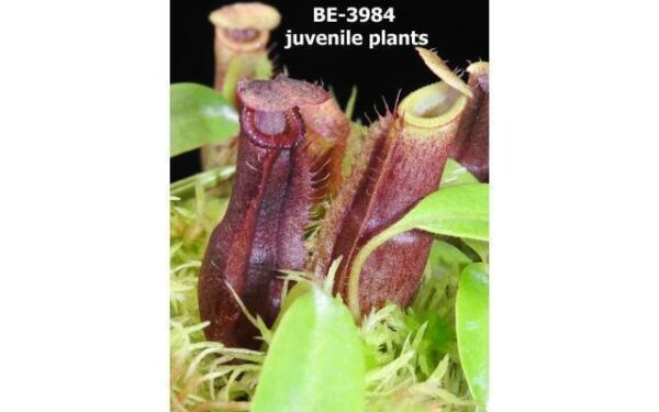 7923-600x375 Nepenthes singalana x (burbidgeae x edwardsiana) BE 3984