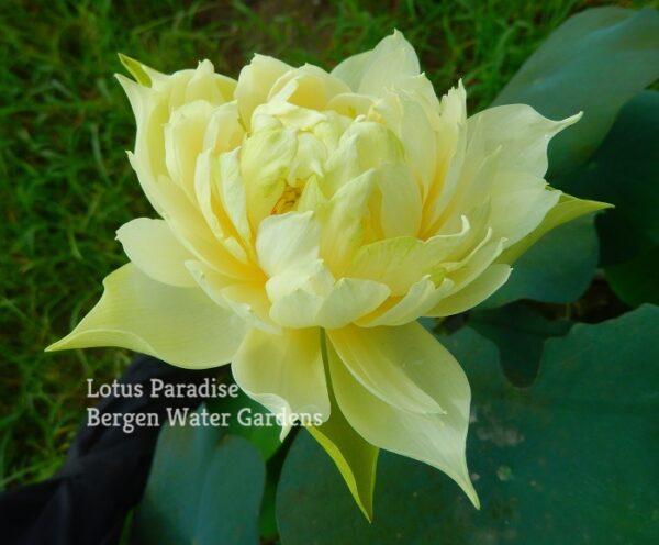84香雪梅-16a-600x496 Snow-white Fragrant Sea Lotus - One of Best Sellers