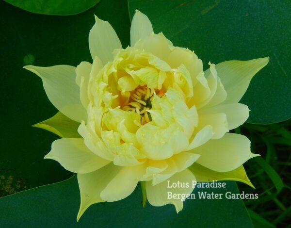 84香雪梅-2a-600x470 Snow-white Fragrant Sea Lotus - One of Best Sellers