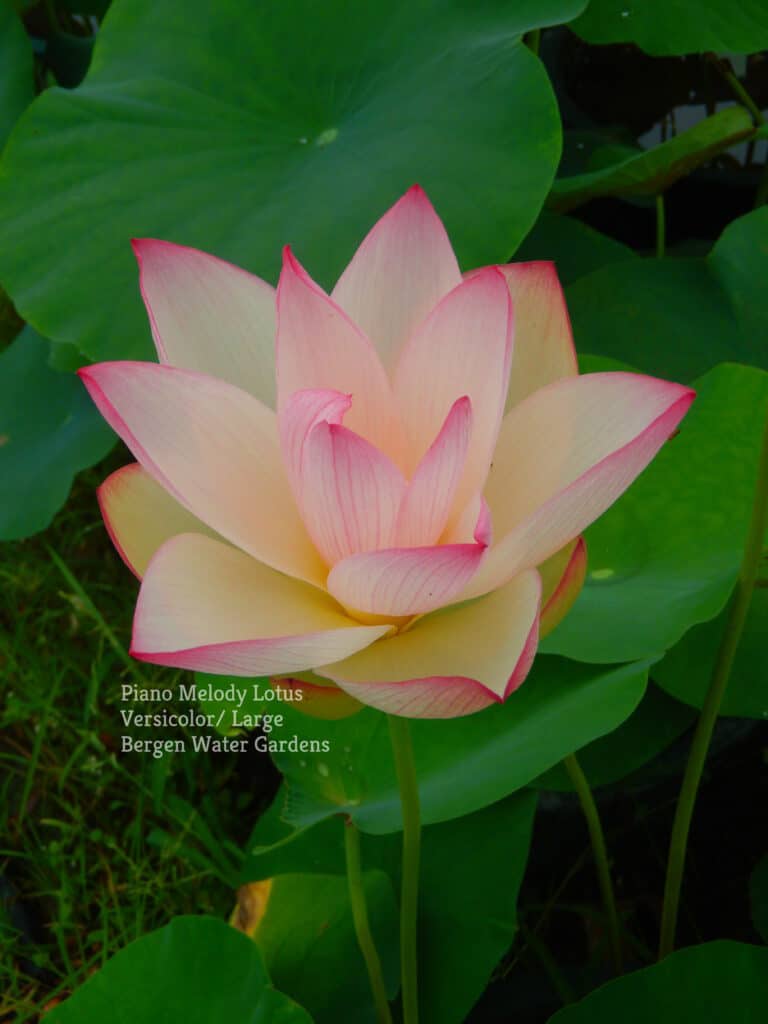 Lotusinhand 3種 Growland Organic Lotus Seeds (14 oz) | Postmates