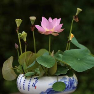 98cceefdf38f403c278971532902ec76-300x300 39- Shui Yunxiu Lotus - Soft Pink Micro lotus WINNER!!!!! Excellent Blooming ( New Micro Lotus for 2024)