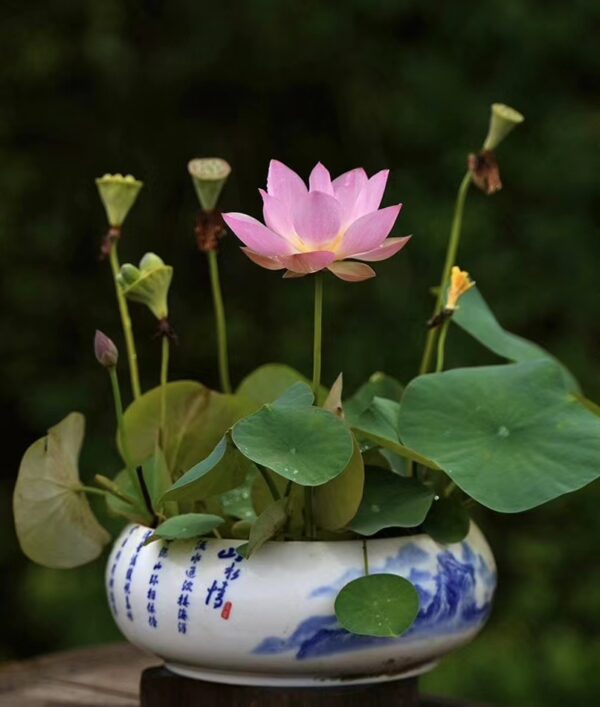 98cceefdf38f403c278971532902ec76-600x707 Shui Yunxiu Lotus - Soft Pink Micro lotus WINNER!!!!! Excellent Blooming ( New Micro Lotus for 2024)