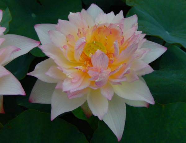 A-2-600x461 28-New Raining Love Lotus - Pretty Versicolor lotus ( All ship in spring)
