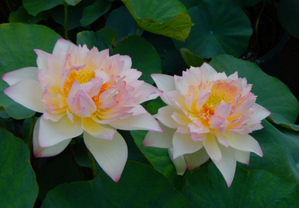 A-4-600x417 28-New Raining Love Lotus - Pretty Versicolor lotus ( All ship in spring)