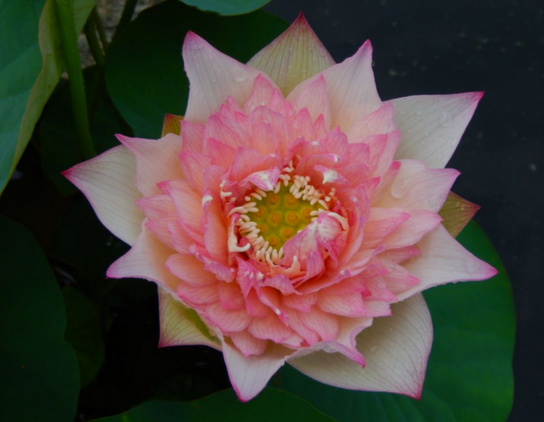 A-5-600x466 28-New Raining Love Lotus - Pretty Versicolor lotus ( All ship in spring)