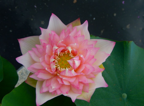 A-7-600x444 28-New Raining Love Lotus - Pretty Versicolor lotus ( All ship in spring)