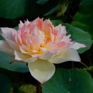 A3-300x300 28-New Raining Love Lotus - Pretty Versicolor lotus ( All ship in spring)