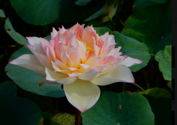 A3-600x424 28-New Raining Love Lotus - Pretty Versicolor lotus ( All ship in spring)