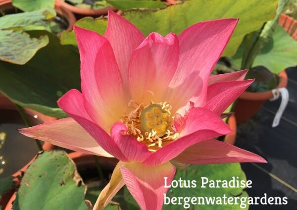 Apricots-Pink-Lotus-1-600x424 Pink Apricot Lotus - The Tallest Pink Lotus at Bergen All Ship in Spring 2024