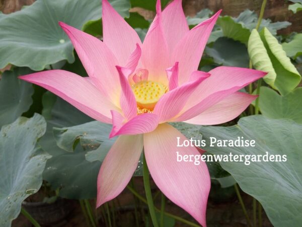 Apricots-Pink-Lotus-2-600x450 Pink Apricot Lotus - The Tallest Pink Lotus at Bergen All Ship in Spring 2024