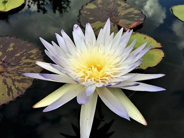 Avalanche-waterlily-1-600x450 Nymphaea Avalanche - All Ship Spring