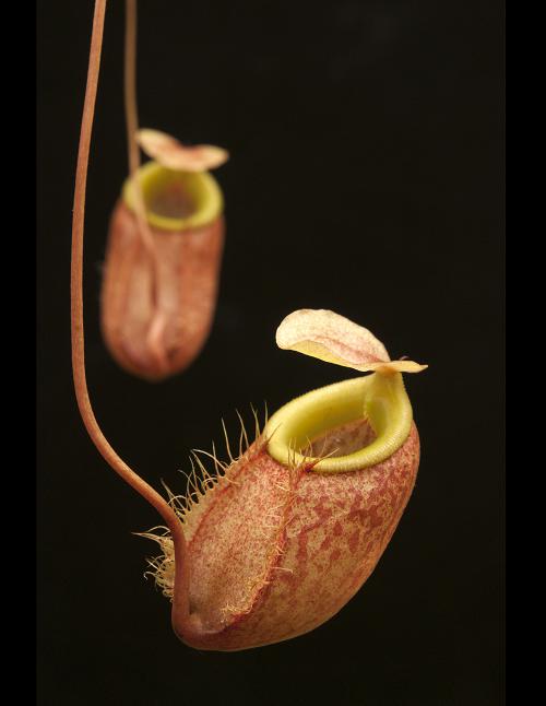 BE-3026a-lower-pitcher Nepenthes belli BE 3026