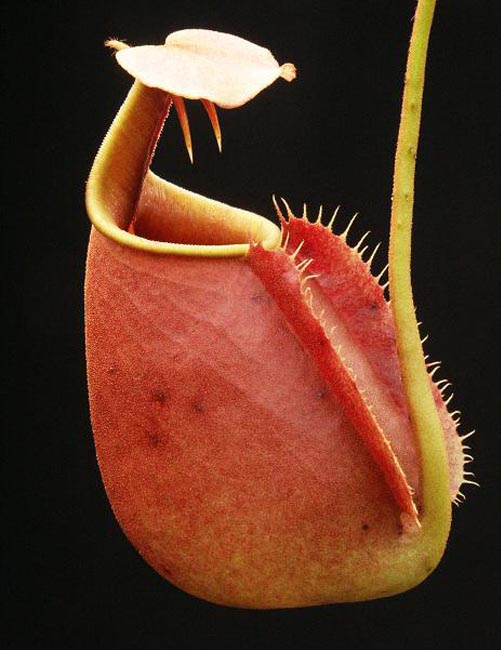 BE-3031a Nepenthes bicalcarata Brunei Red Flush BE3031 BE-3031a Nepenthes bicalcarata Brunei Red Flush BE3031