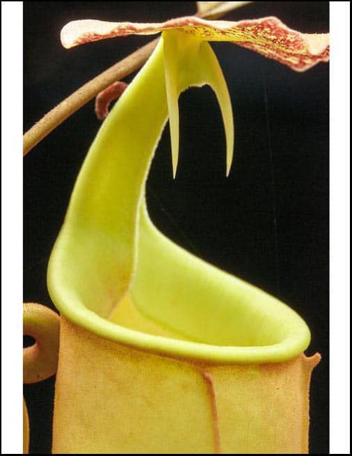 BE-3031c Nepenthes bicalcarata Brunei Red Flush BE3031 BE-3031c Nepenthes bicalcarata Brunei Red Flush BE3031