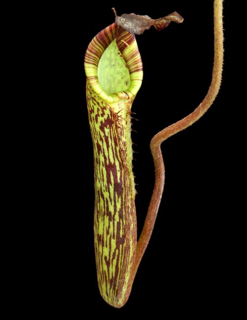 BE-3068a-juvenile-pitcher Nepenthes fusca (zakariana) Mamut BE 3068