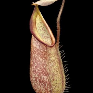 BE-3083a-representative-pitcher-300x300 Nepenthes hirsuta BE 3083