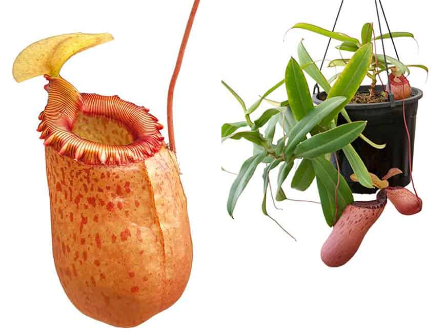 Nepenthes sibuyanensis BE3164 – Bergen Water Gardens, Lotus Paradise