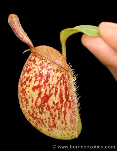 BE-3304a-juvenile-pitcher Nepenthes ampullaria Bronze Nabire BE 3304