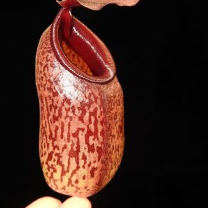 BE-3447d-representative-pitcher-300x300 Nepenthes aristolochioides x ventricosa BE 3447