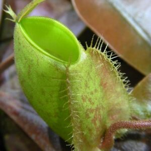 BE-3450a-newly-opened-pitcher-300x300 Nepenthes ampullaria Papua intermediate BE 3450
