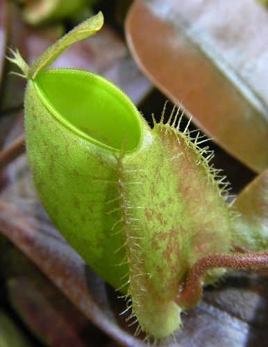 BE-3450a-newly-opened-pitcher Nepenthes ampullaria Papua intermediate BE 3450