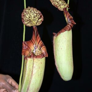 BE-3577a-representive-lower-pitchers-300x300 Nepenthes burbidgeae x robcantleyi BE3577