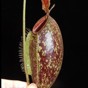 BE-3658c-representative-lower-pitcher-300x300 Nepenthes ampullaria x aristolochioides BE 3658