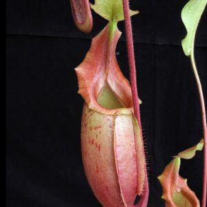 BE-3696a-representative-pitchers-300x300 Nepenthes veitchii x mira BE 3696