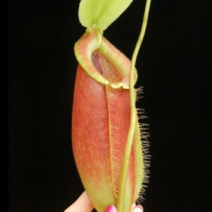 BE-3744a-pitcher-of-actual-clone-300x300 Nepenthes singalana x ampullaria BE 3744