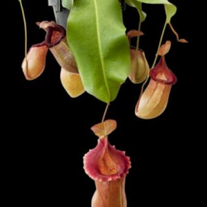 BE-3748b-typical-plant-in-15cm-6in-pot-300x300 Nepenthes robcantleyi x (sibuyanensis x ventricosa) BE3748